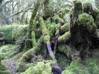 Albums/20060200-New Zealand 2006/20060210-Te Anau to Milford/48